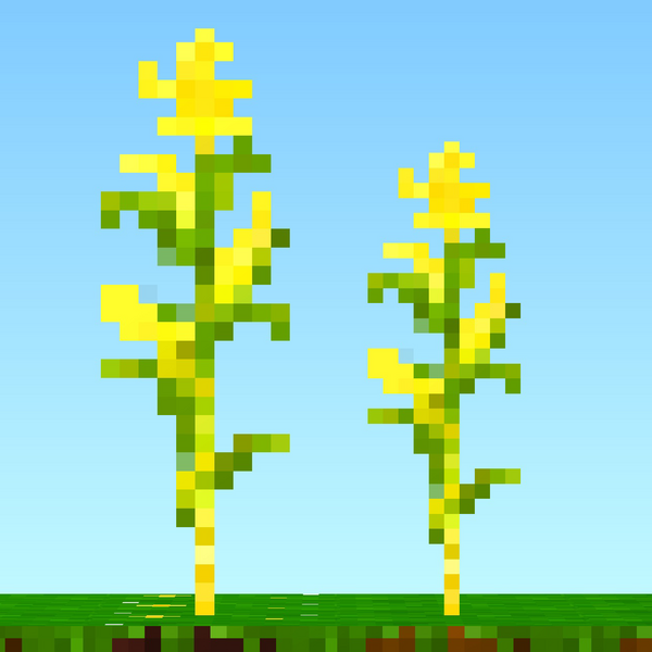 File:Corn Stalks.png