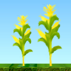 Corn Stalks HD.png