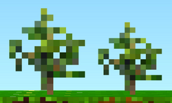 Young Chilli Plants.png